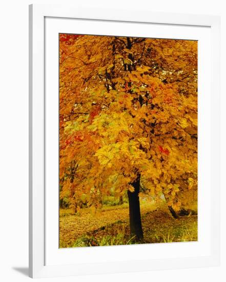 Ash Tree, Autumn Foliage, Peak District National Park, Derbyshire, England, UK, Europe-David Hughes-Framed Photographic Print
