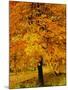 Ash Tree, Autumn Foliage, Peak District National Park, Derbyshire, England, UK, Europe-David Hughes-Mounted Photographic Print