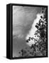 Ash Tree Branches-null-Framed Stretched Canvas