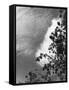 Ash Tree Branches-null-Framed Stretched Canvas