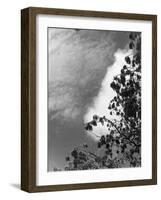 Ash Tree Branches-null-Framed Photographic Print