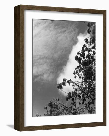 Ash Tree Branches-null-Framed Photographic Print