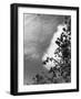 Ash Tree Branches-null-Framed Photographic Print