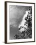 Ash Tree Branches-null-Framed Photographic Print