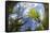 Ash Tree (Fraxinus Excelsior) Fish Eye View Of Newly Emerged Leaves, Derbyshire, UK, May-Alex Hyde-Framed Stretched Canvas