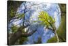 Ash Tree (Fraxinus Excelsior) Fish Eye View Of Newly Emerged Leaves, Derbyshire, UK, May-Alex Hyde-Stretched Canvas