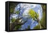 Ash Tree (Fraxinus Excelsior) Fish Eye View Of Newly Emerged Leaves, Derbyshire, UK, May-Alex Hyde-Framed Stretched Canvas