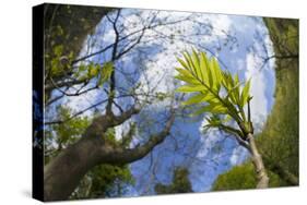 Ash Tree (Fraxinus Excelsior) Fish Eye View Of Newly Emerged Leaves, Derbyshire, UK, May-Alex Hyde-Stretched Canvas