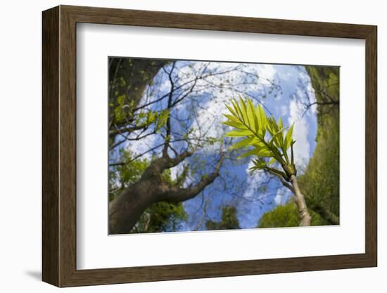 Ash Tree (Fraxinus Excelsior) Fish Eye View Of Newly Emerged Leaves, Derbyshire, UK, May-Alex Hyde-Framed Photographic Print