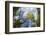 Ash Tree (Fraxinus Excelsior) Fish Eye View Of Newly Emerged Leaves, Derbyshire, UK, May-Alex Hyde-Framed Photographic Print