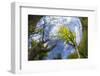 Ash Tree (Fraxinus Excelsior) Fish Eye View Of Newly Emerged Leaves, Derbyshire, UK, May-Alex Hyde-Framed Photographic Print