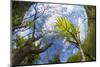 Ash Tree (Fraxinus Excelsior) Fish Eye View Of Newly Emerged Leaves, Derbyshire, UK, May-Alex Hyde-Mounted Photographic Print