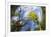 Ash Tree (Fraxinus Excelsior) Fish Eye View Of Newly Emerged Leaves, Derbyshire, UK, May-Alex Hyde-Framed Photographic Print