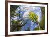 Ash Tree (Fraxinus Excelsior) Fish Eye View Of Newly Emerged Leaves, Derbyshire, UK, May-Alex Hyde-Framed Photographic Print