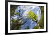 Ash Tree (Fraxinus Excelsior) Fish Eye View Of Newly Emerged Leaves, Derbyshire, UK, May-Alex Hyde-Framed Photographic Print