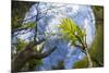 Ash Tree (Fraxinus Excelsior) Fish Eye View Of Newly Emerged Leaves, Derbyshire, UK, May-Alex Hyde-Mounted Photographic Print