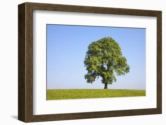 Ash Tree (Fraxinus Excelsior) Growing In A Field-Alex Hyde-Framed Photographic Print