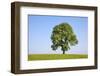 Ash Tree (Fraxinus Excelsior) Growing In A Field-Alex Hyde-Framed Photographic Print