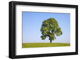 Ash Tree (Fraxinus Excelsior) Growing In A Field-Alex Hyde-Framed Photographic Print