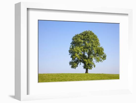 Ash Tree (Fraxinus Excelsior) Growing In A Field-Alex Hyde-Framed Photographic Print