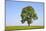 Ash Tree (Fraxinus Excelsior) Growing In A Field-Alex Hyde-Mounted Photographic Print