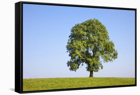 Ash Tree (Fraxinus Excelsior) Growing In A Field-Alex Hyde-Framed Stretched Canvas