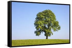 Ash Tree (Fraxinus Excelsior) Growing In A Field-Alex Hyde-Framed Stretched Canvas