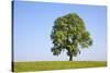 Ash Tree (Fraxinus Excelsior) Growing In A Field-Alex Hyde-Stretched Canvas