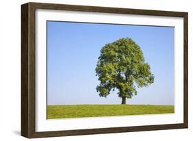 Ash Tree (Fraxinus Excelsior) Growing In A Field-Alex Hyde-Framed Photographic Print