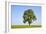 Ash Tree (Fraxinus Excelsior) Growing In A Field-Alex Hyde-Framed Photographic Print