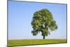 Ash Tree (Fraxinus Excelsior) Growing In A Field-Alex Hyde-Mounted Photographic Print