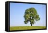 Ash Tree (Fraxinus Excelsior) Growing In A Field-Alex Hyde-Framed Stretched Canvas