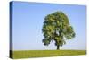 Ash Tree (Fraxinus Excelsior) Growing In A Field-Alex Hyde-Stretched Canvas