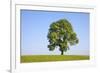 Ash Tree (Fraxinus Excelsior) Growing In A Field-Alex Hyde-Framed Photographic Print