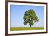 Ash Tree (Fraxinus Excelsior) Growing In A Field-Alex Hyde-Framed Photographic Print