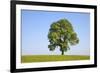 Ash Tree (Fraxinus Excelsior) Growing In A Field-Alex Hyde-Framed Photographic Print