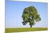 Ash Tree (Fraxinus Excelsior) Growing In A Field-Alex Hyde-Mounted Photographic Print