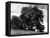 Ash Tree in Summer-null-Framed Stretched Canvas