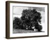 Ash Tree in Summer-null-Framed Photographic Print