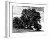 Ash Tree in Summer-null-Framed Photographic Print