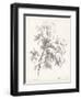 Ash Tree Study-null-Framed Art Print