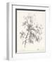 Ash Tree Study-null-Framed Art Print