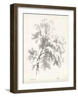 Ash Tree Study-null-Framed Art Print