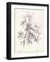 Ash Tree Study-null-Framed Art Print