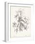 Ash Tree Study-null-Framed Art Print