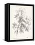 Ash Tree Study-null-Framed Stretched Canvas