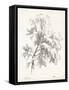 Ash Tree Study-null-Framed Stretched Canvas