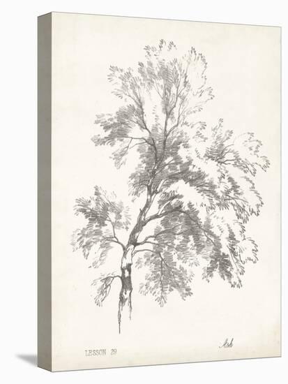 Ash Tree Study-null-Stretched Canvas