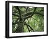 Ash Tree-Donald Paulson-Framed Giclee Print