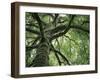 Ash Tree-Donald Paulson-Framed Giclee Print